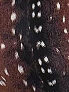 Halter Backless Asymmetric-Hem Animal-Print Bodycon Dress