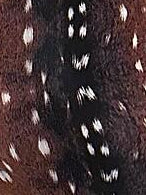 Halter Backless Asymmetric-Hem Animal-Print Bodycon Dress